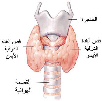 الكواطر - الغدة الدرقية